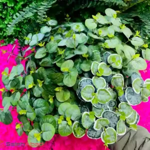 فروش عمده برگ مصنوعی اکالیپتوس 15 شاخه