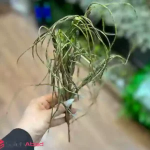 فروش عمده بوته برگ مصنوعی مدل رشته ای